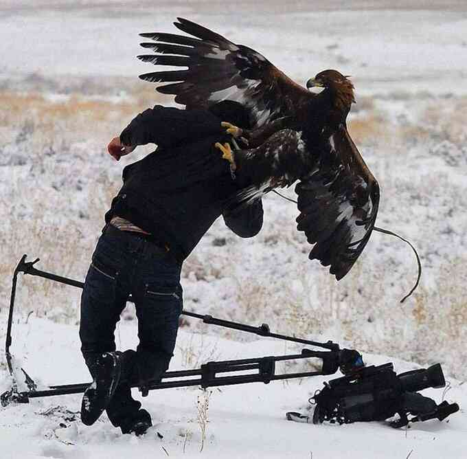 Eagle Snatches Photographer