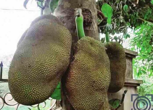 Jackfruit