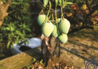 Mangos