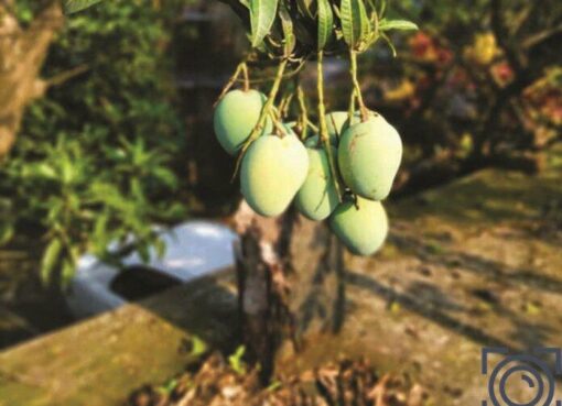 Mangos