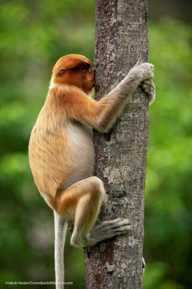 Proboscis monkey ‍as treehugger
