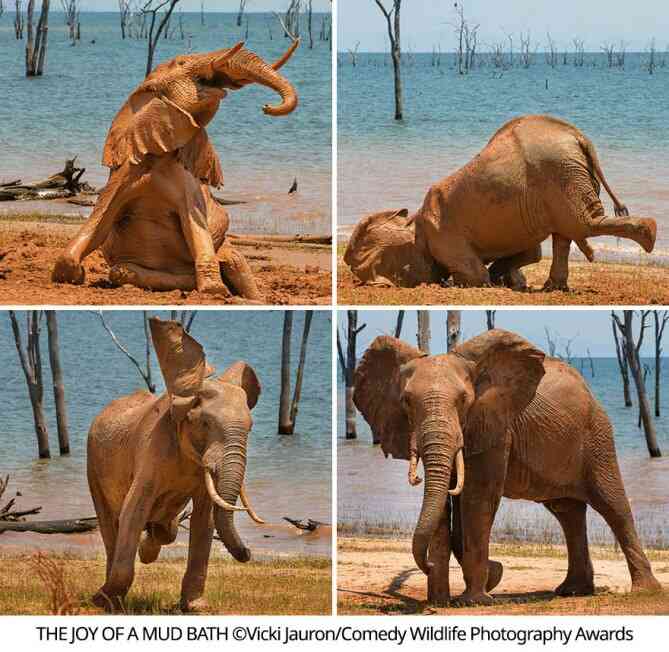 The Joy Of A Mud Bath