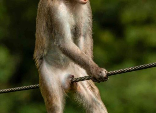 monkey on wire funny
