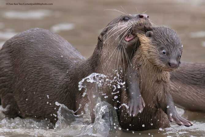 baby otter