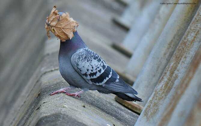 pigeon ‍and leaf
