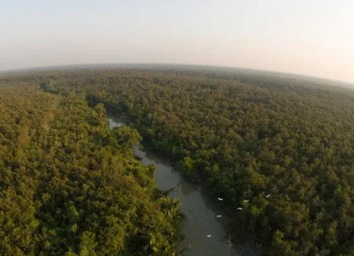 Sundarbans