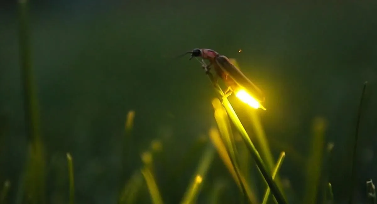 Firefly